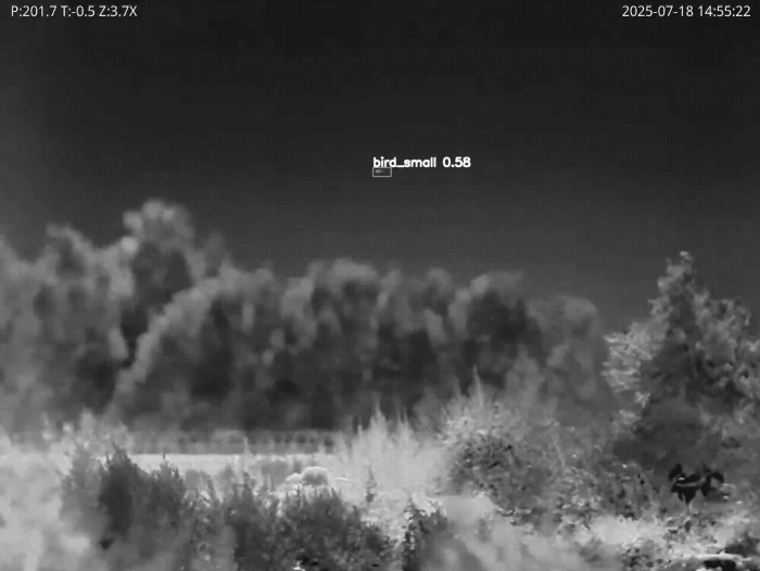 鳥(niǎo)跟蹤_紅外視頻